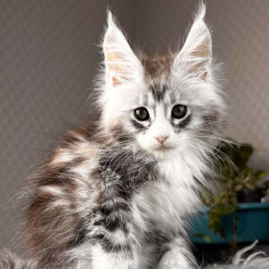 maine coon kittens for sale $450