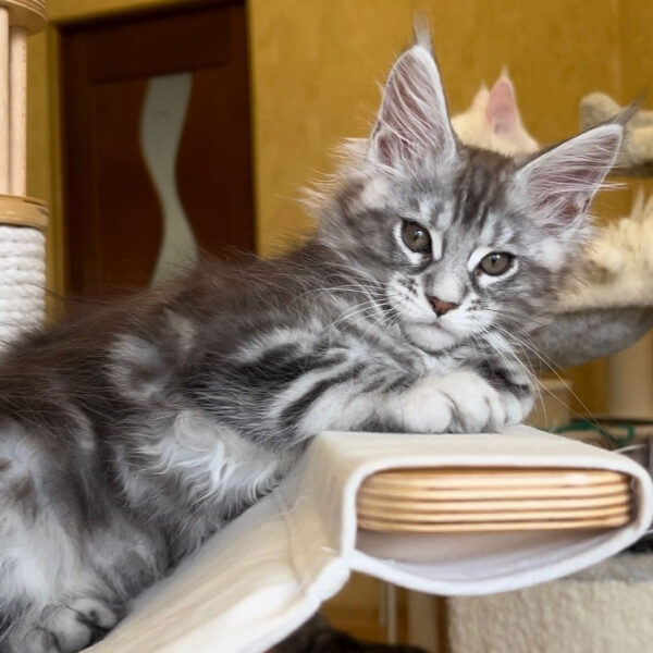 Maine Coon Cat Price