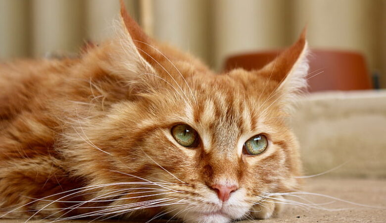 Orange Maine Coon cat