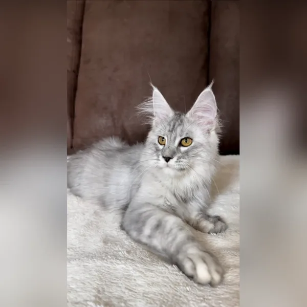 maine coon kittens for sale near me