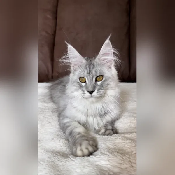 maine coon kittens for sale near me