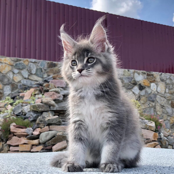 maine coon kittens for sale $450