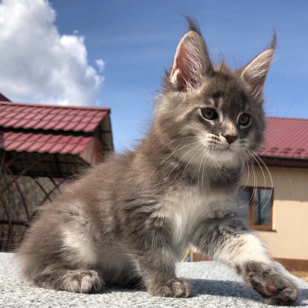 maine coon kittens for sale $450