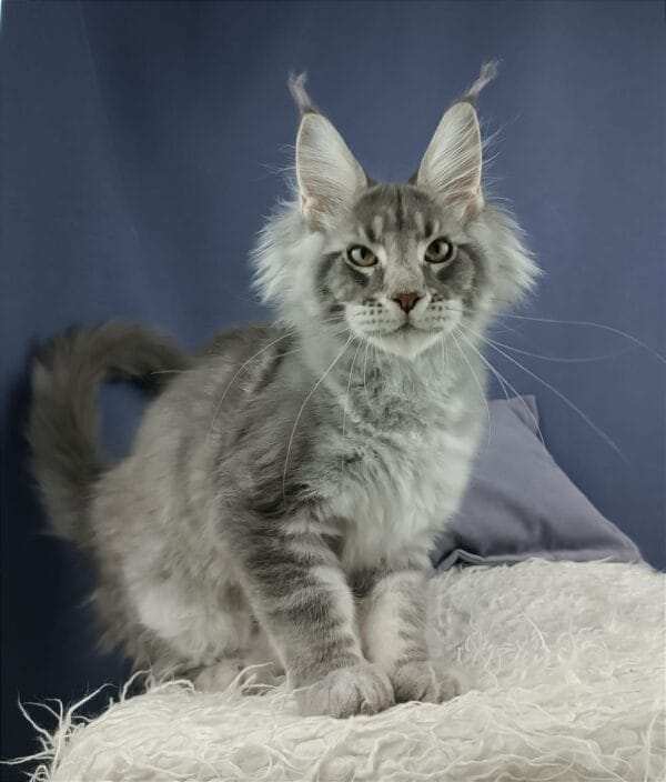 maine coon kittens for sale near me