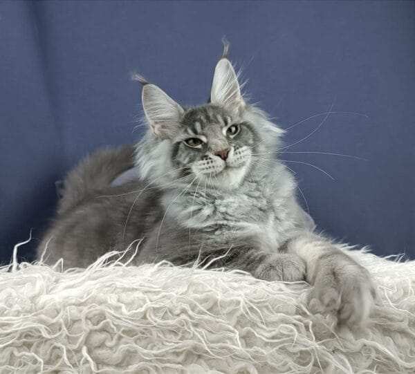 maine coon kittens for sale near me