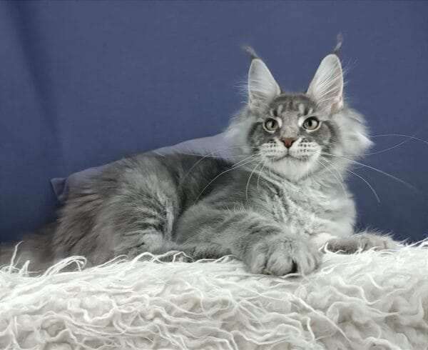 maine coon kittens for sale near me