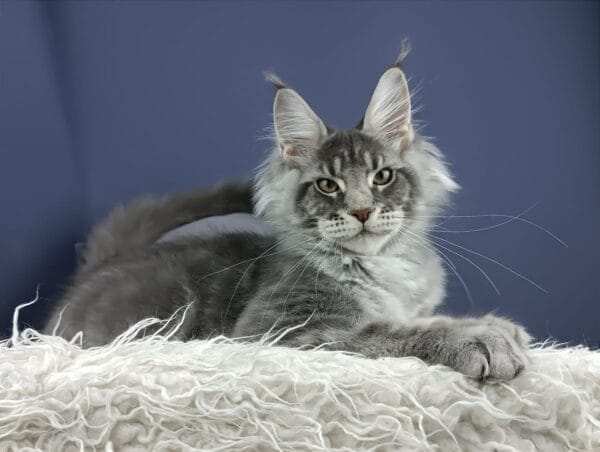 maine coon kittens for sale near me