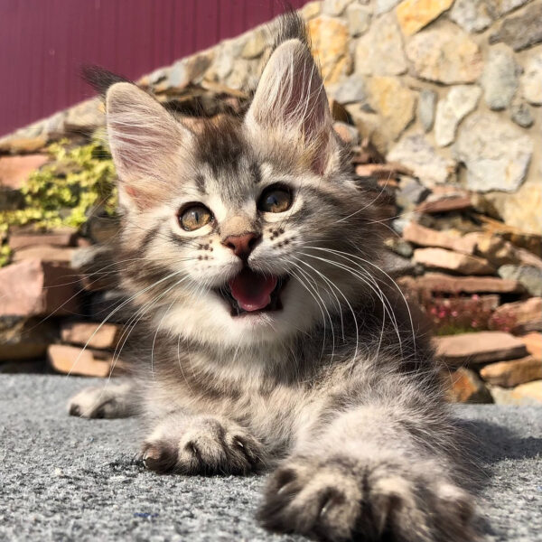 maine coon kittens for sale 300