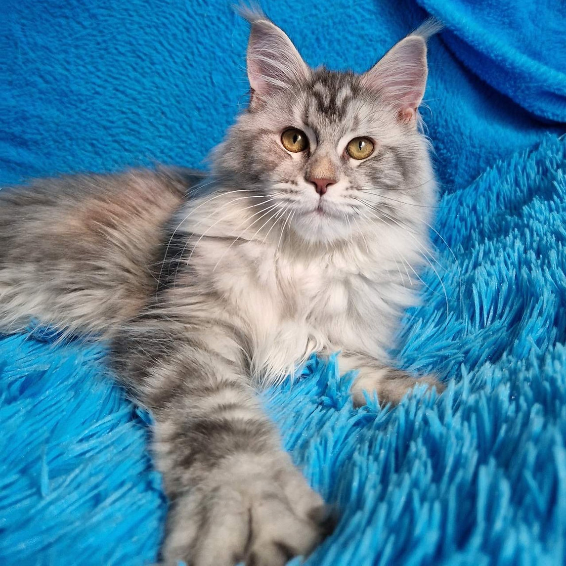 maine coon kittens for sale $450