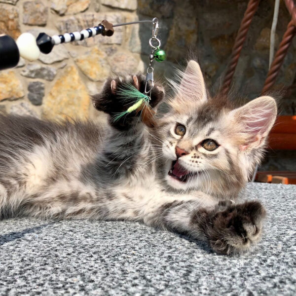 maine coon kittens for sale 300