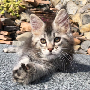 maine coon kittens for sale 300