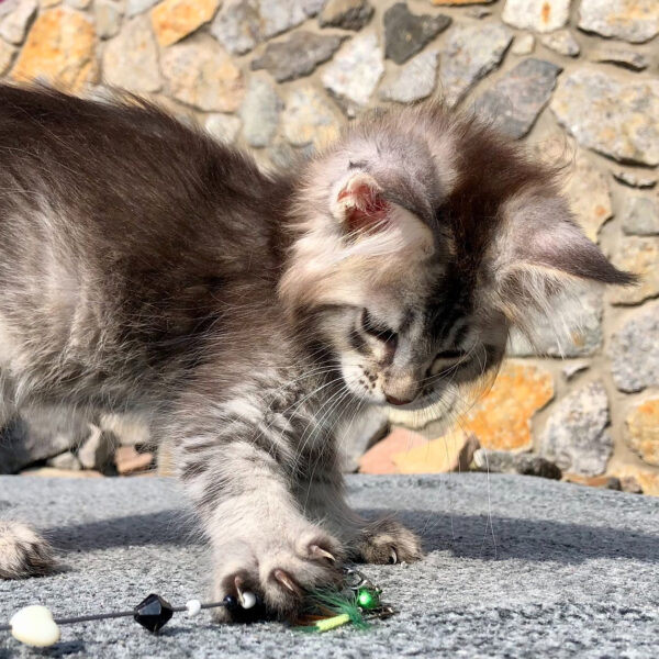 maine coon kittens for sale 300