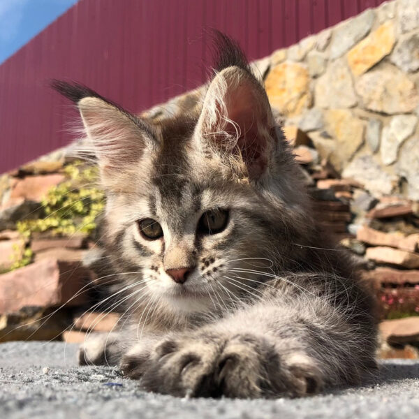 maine coon kittens for sale 300