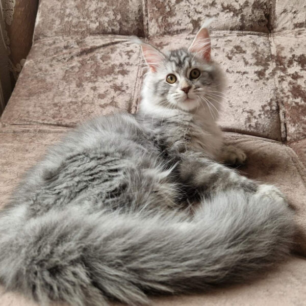 maine coon kittens for sale $450