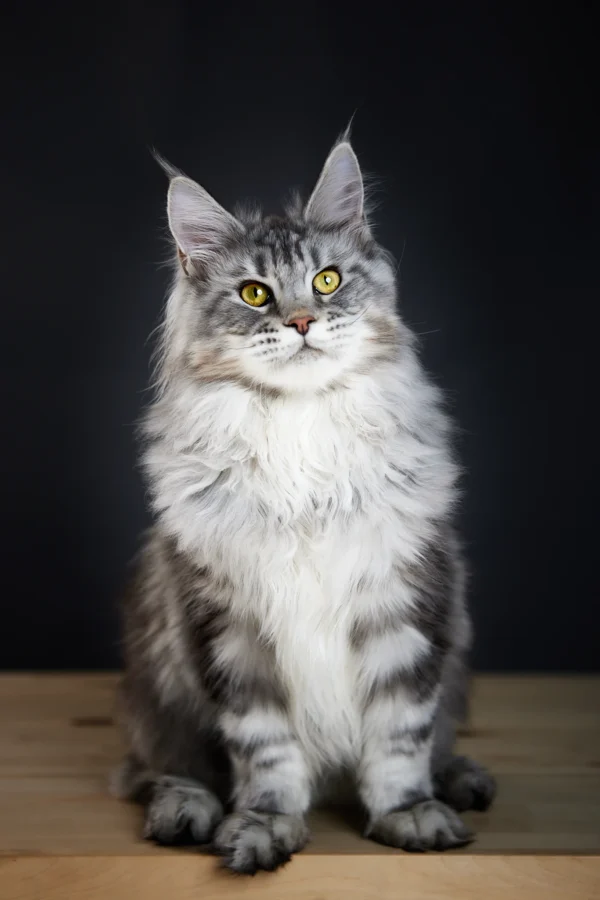 maine coon cats for sale in pa