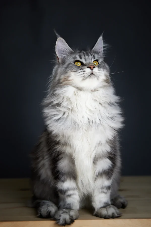 maine coon cats for sale in pa