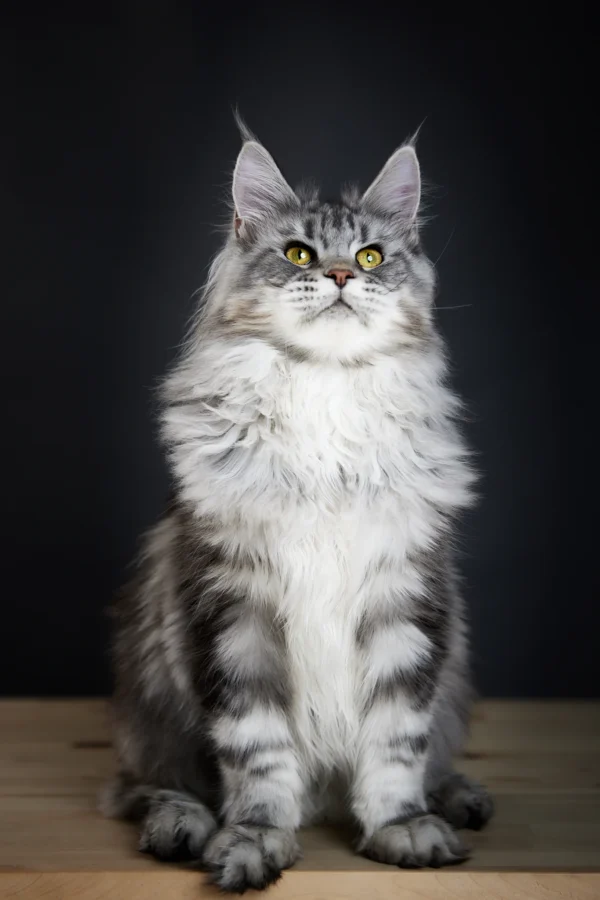 maine coon cats for sale in pa