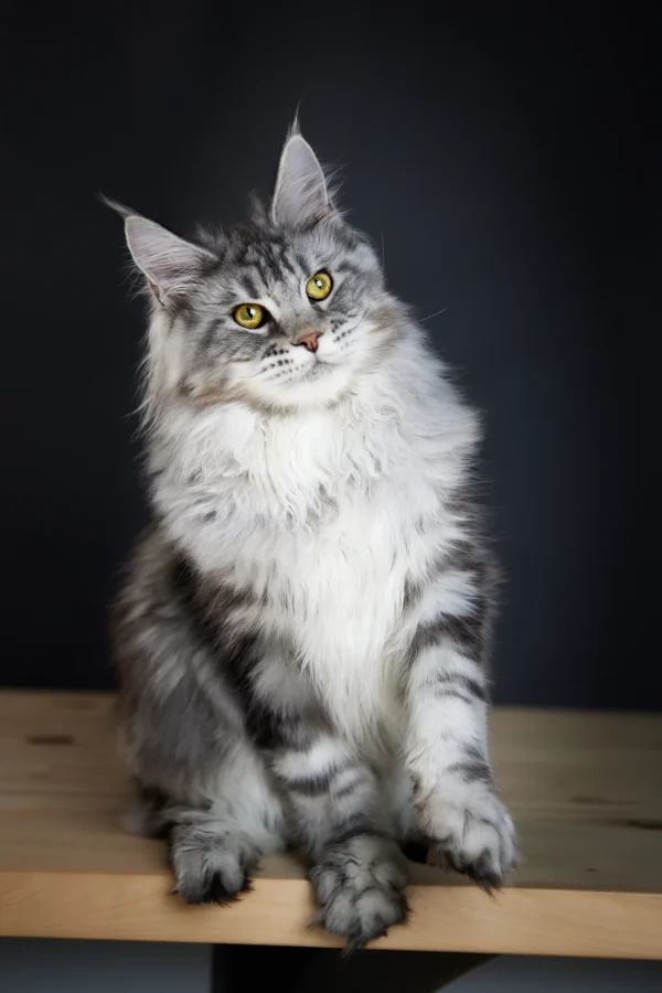 maine coon cats for sale in pa