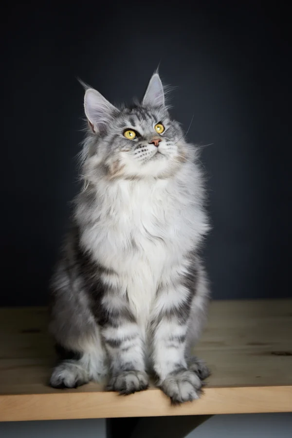 maine coon cats for sale in pa