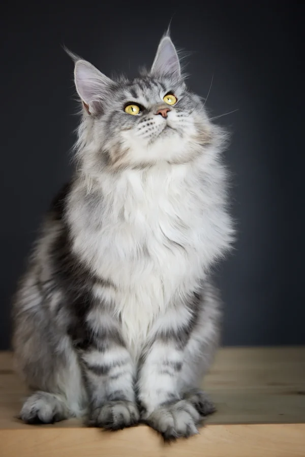 maine coon cats for sale in pa