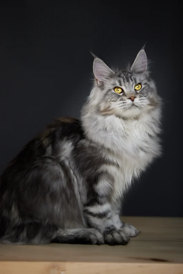 Irma Maine Coon - Female - Image 9