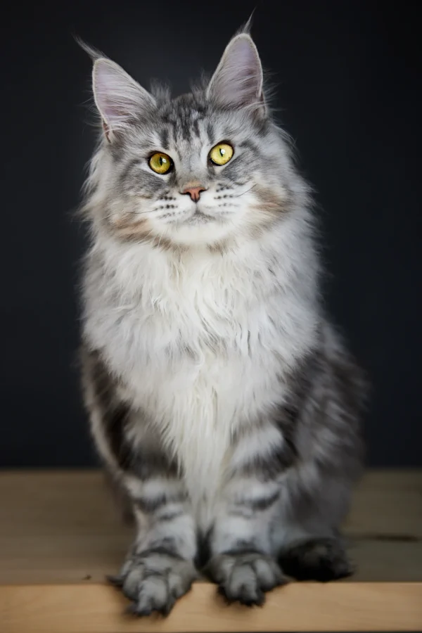 Irma Maine Coon - Female - Image 10