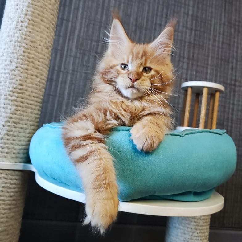 maine coon cats for sale ohio
