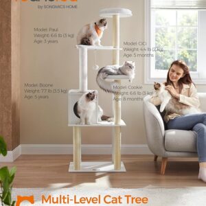 maine coon cat tree, maine coon cat trees