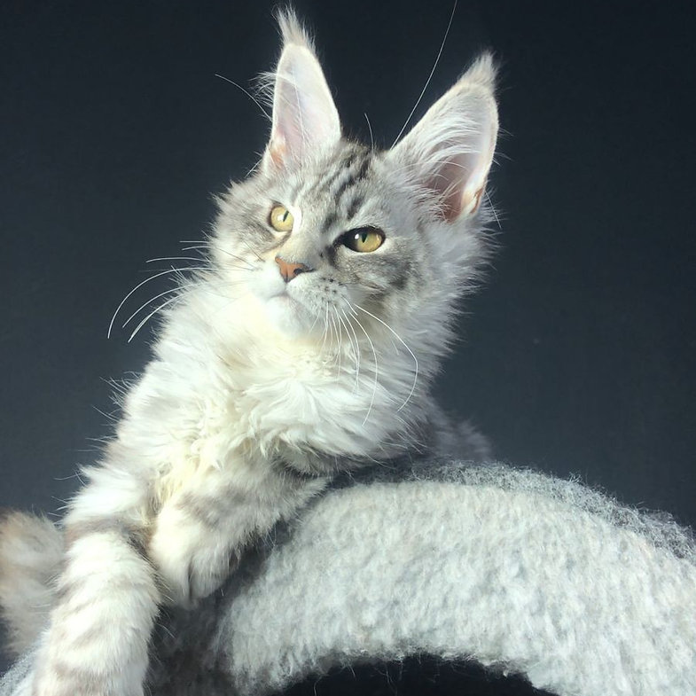 maine coon cats for adoption