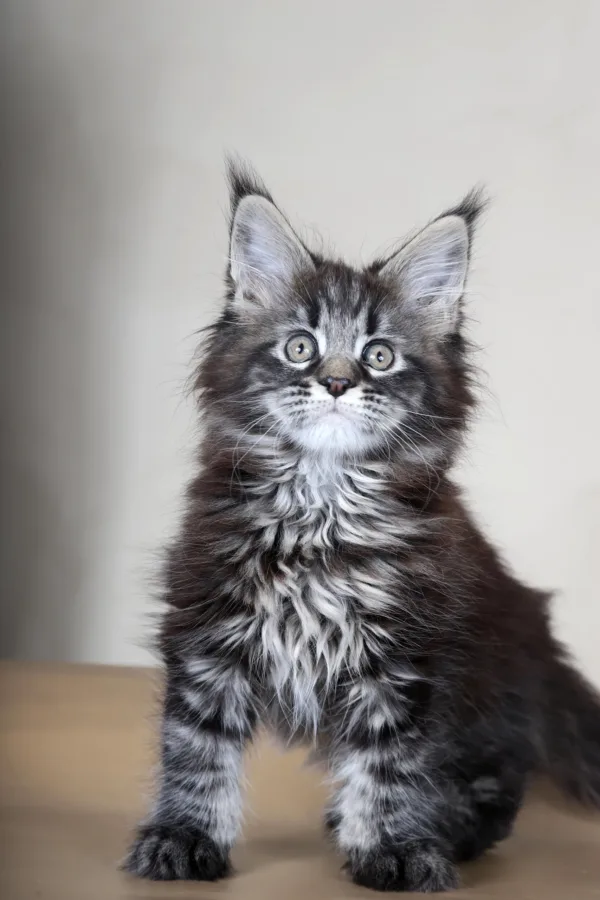 Maine Coon kittens for sale in Ohio