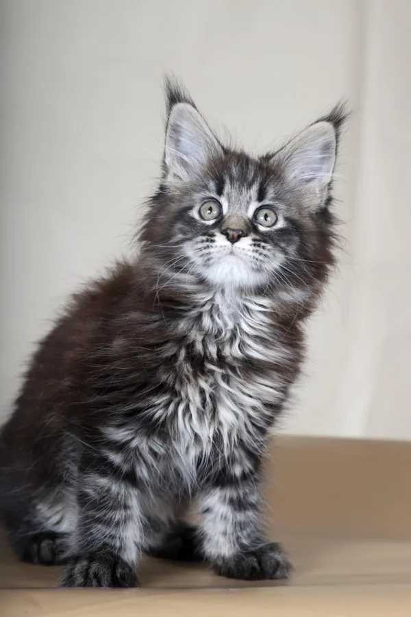 Maine Coon kittens for sale in Ohio