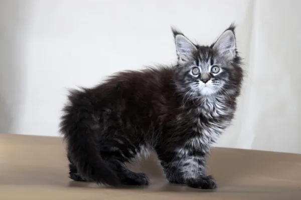 Maine Coon kittens for sale in Ohio