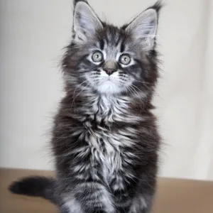 Maine Coon kittens for sale in Ohio