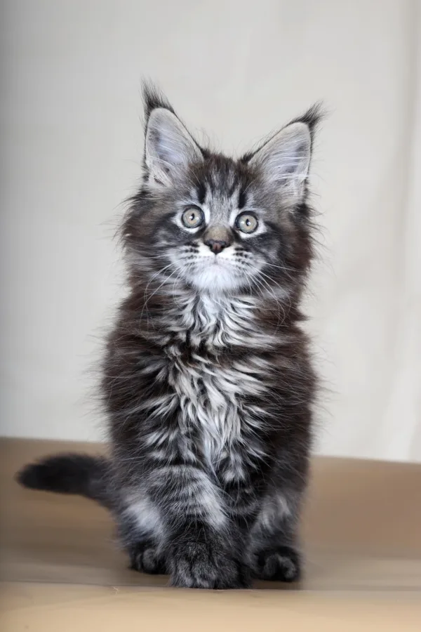 Maine Coon kittens for sale in Ohio