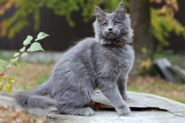 maine coon cats for sale near me