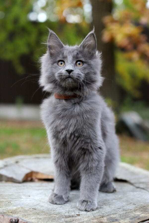 maine coon cats for sale near me