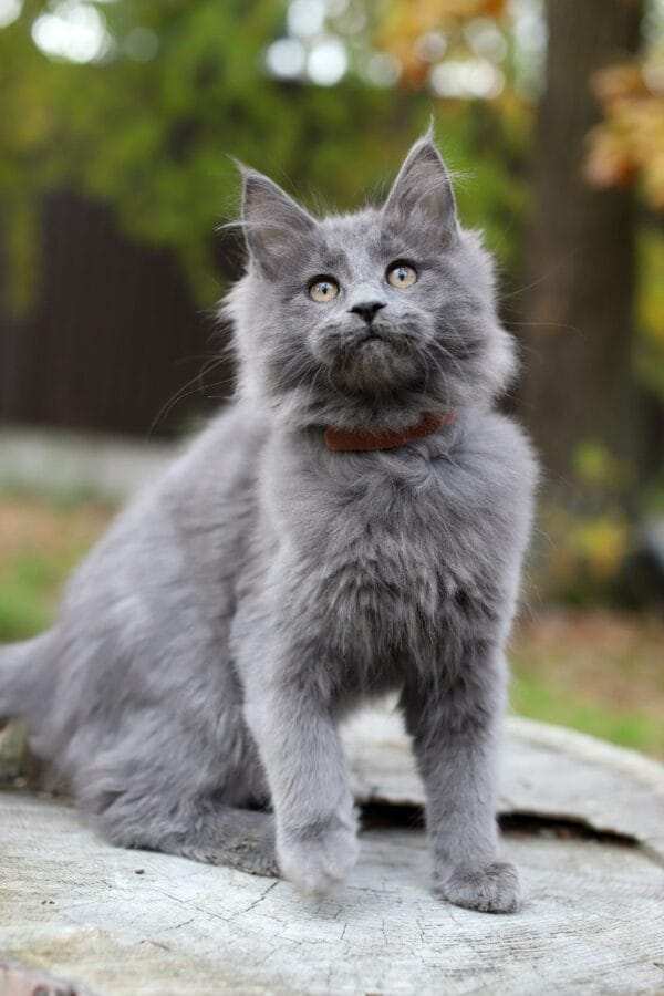 maine coon cats for sale near me