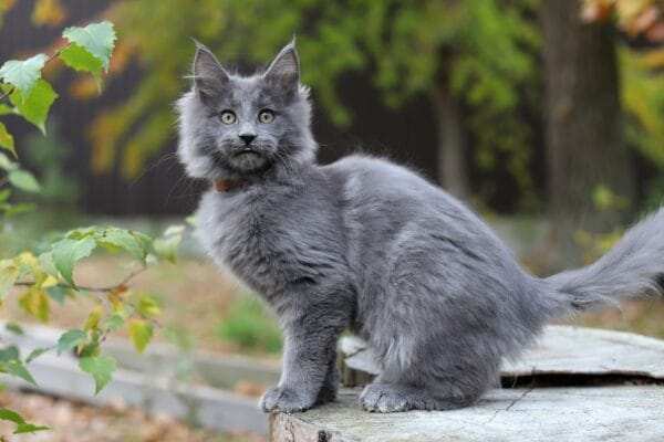 maine coon cats for sale near me