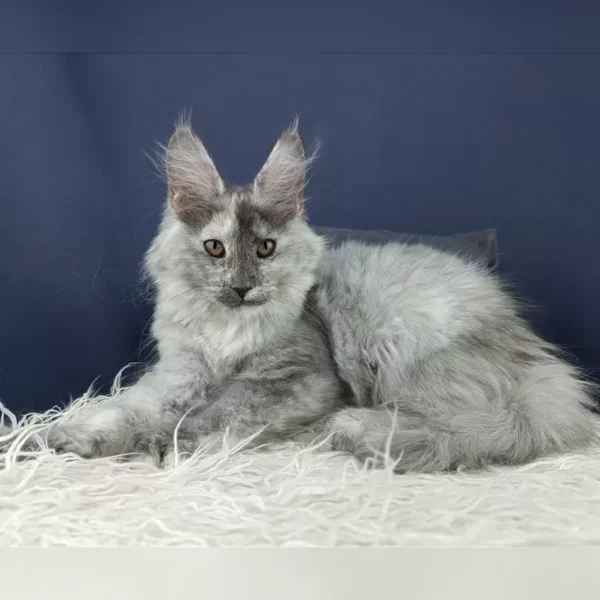 giant maine coon kittens for sale