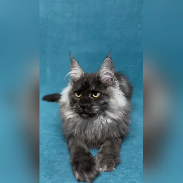 maine coon cats for sale ohio