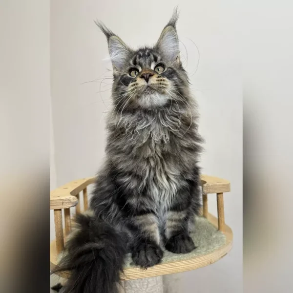 large maine coon cats for sale