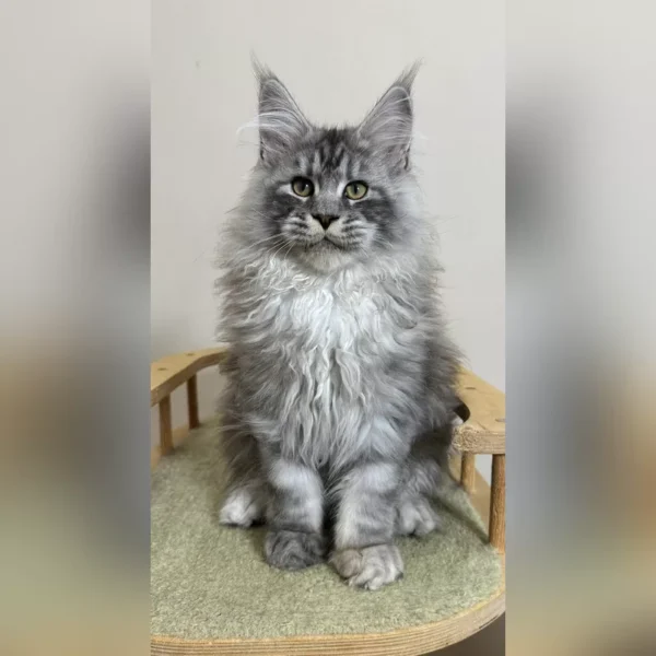 maine coon kittens for sale 300