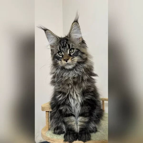 large maine coon cats for sale