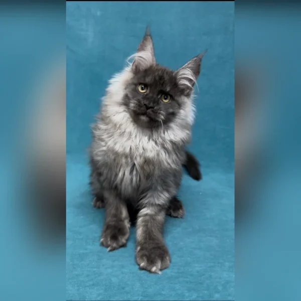 maine coon cats for sale ohio