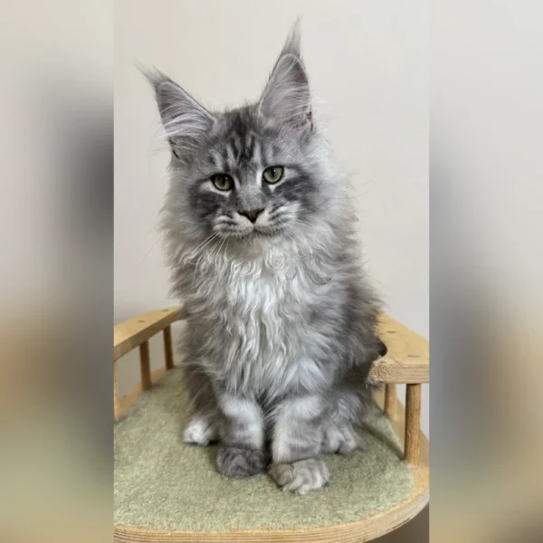 maine coon kittens for sale 300