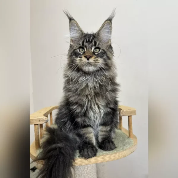 large maine coon cats for sale