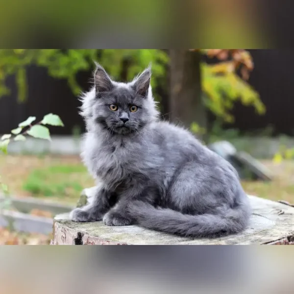 maine coon cat price