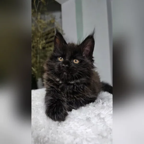 maine coon cats for sale near me