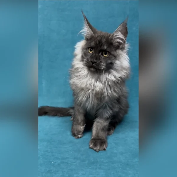 maine coon cats for sale ohio