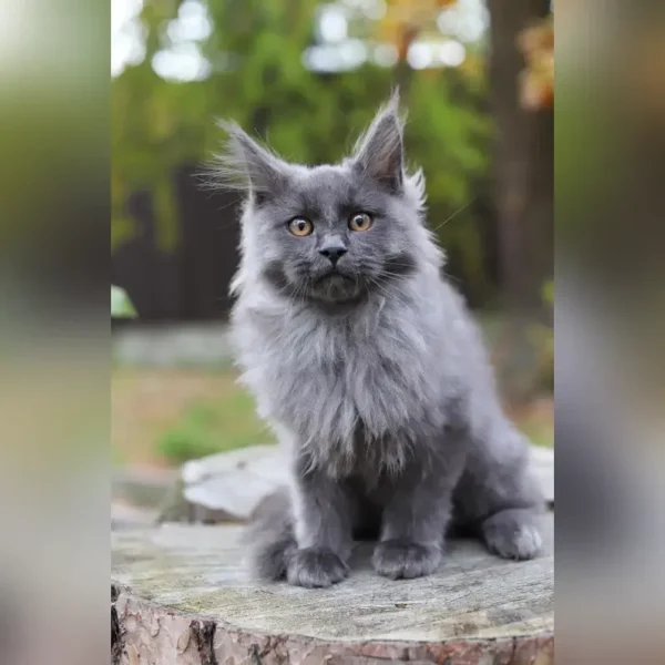 maine coon cat price